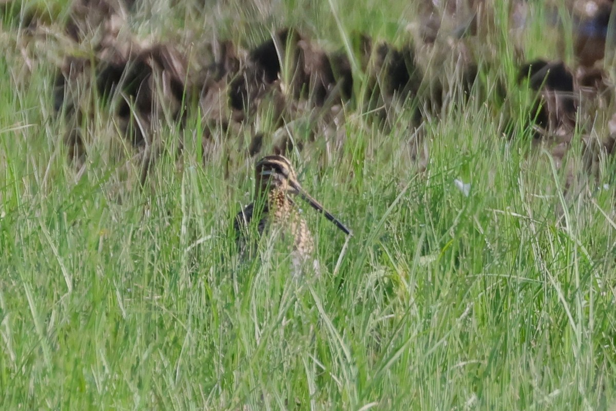 Wilson's Snipe - ML609142560