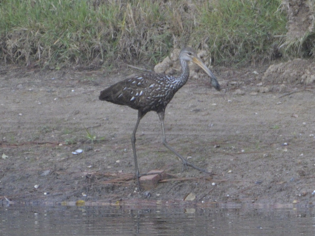 Limpkin - Anonymous