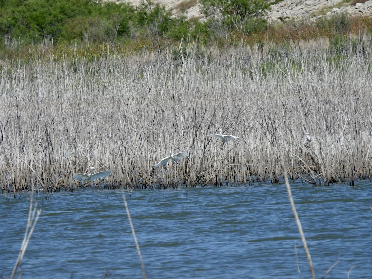 Snowy Egret - ML609142600