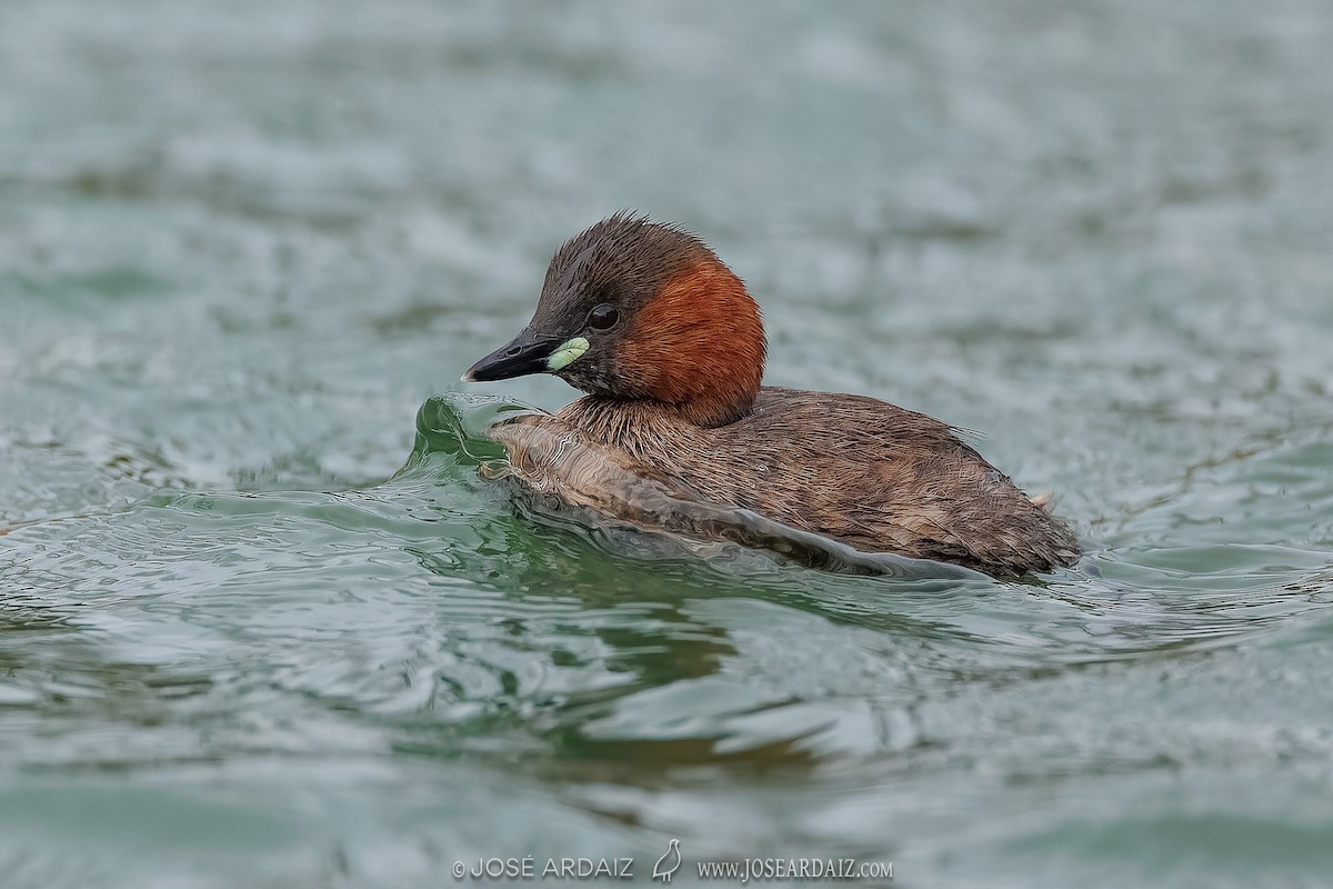 Little Grebe - ML609142718