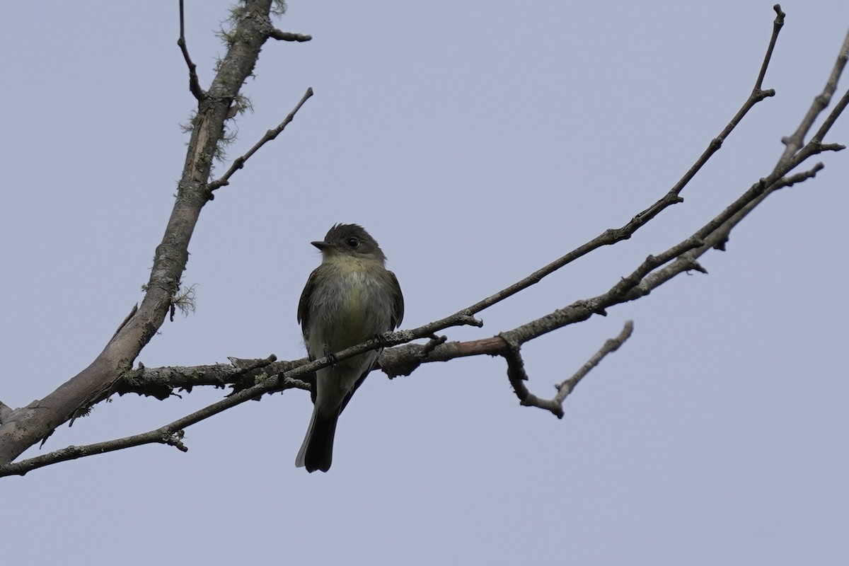 Eastern Wood-Pewee - ML609142757