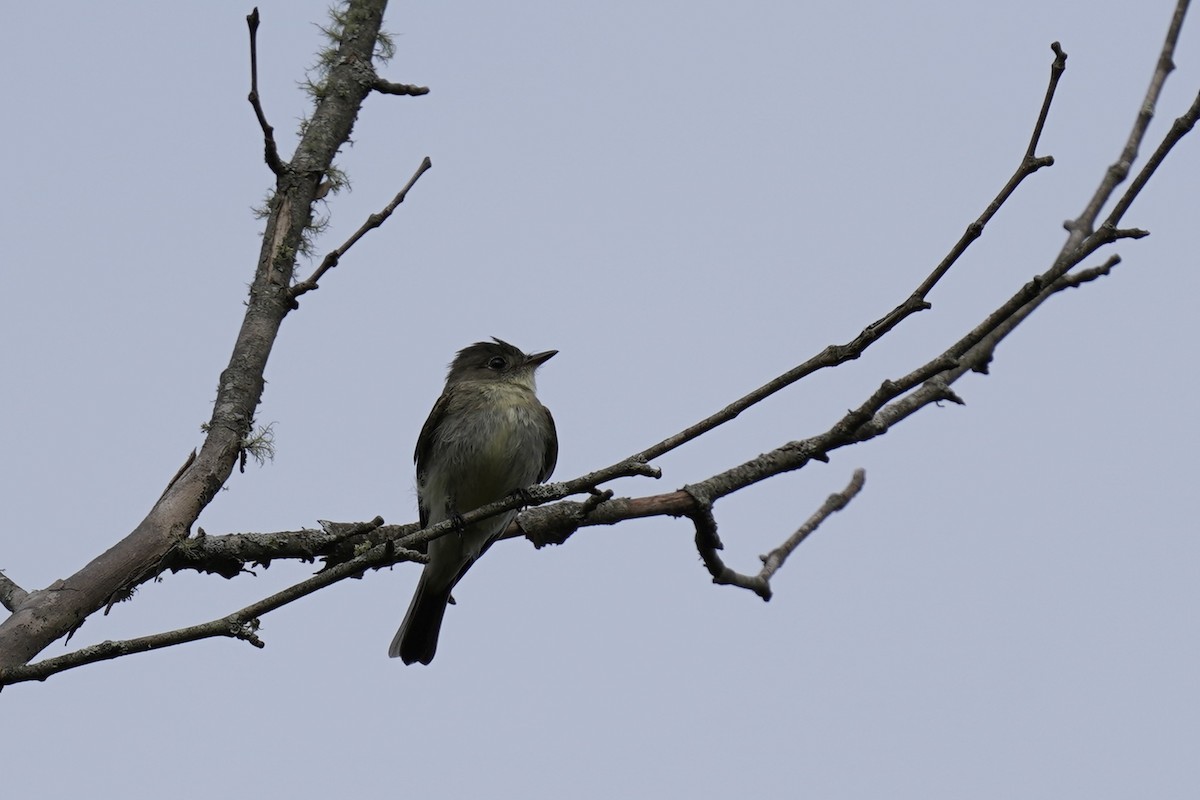 Eastern Wood-Pewee - ML609142758