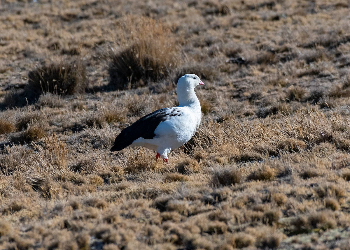 Andean Goose - ML609142774
