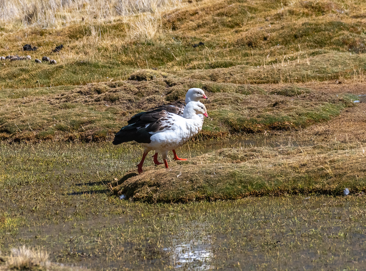 Andean Goose - ML609142775