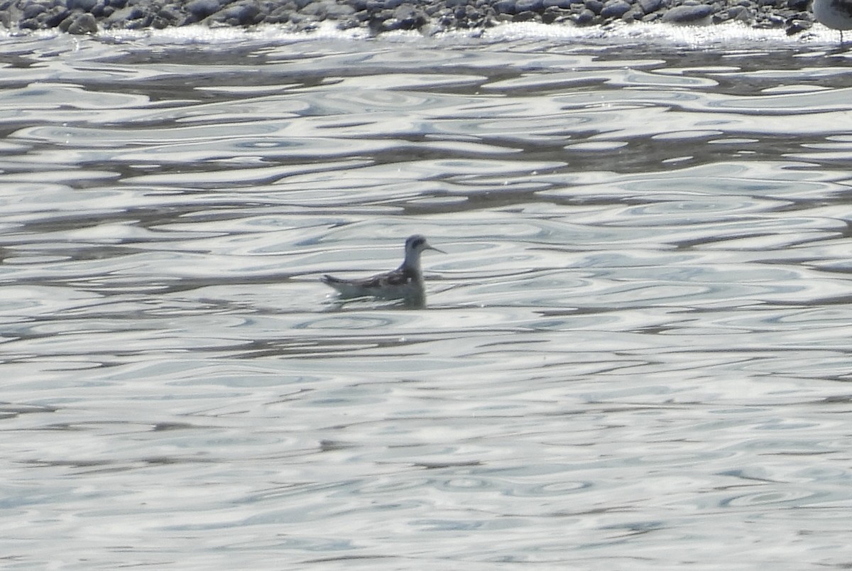 Red-necked Phalarope - ML609142776