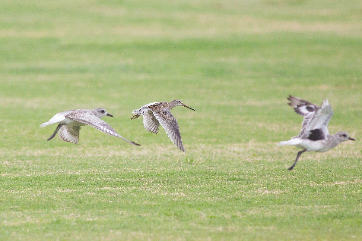 Short-billed Dowitcher - ML609142785