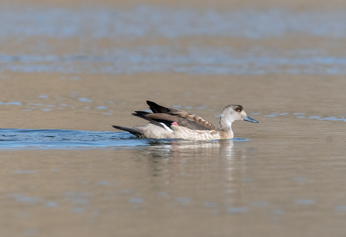 Crested Duck - ML609142786