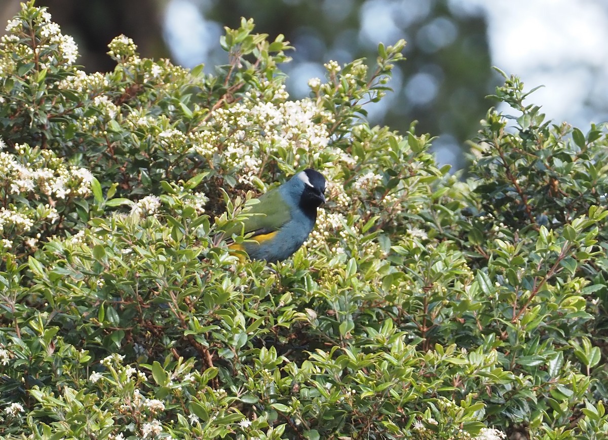 Eastern Crested Berrypecker - ML609142835