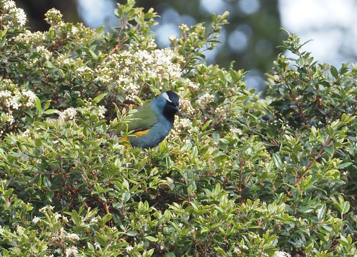 Eastern Crested Berrypecker - ML609142889