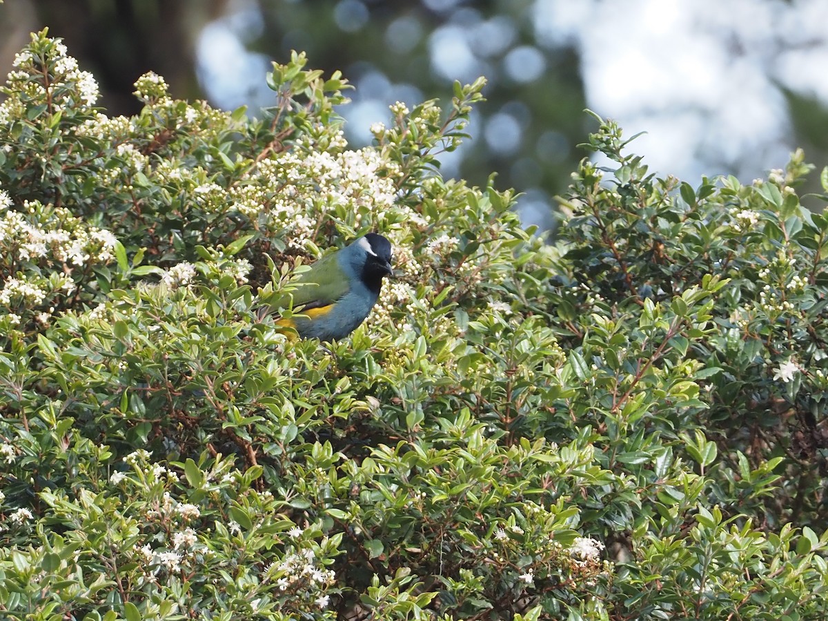 Eastern Crested Berrypecker - ML609142894