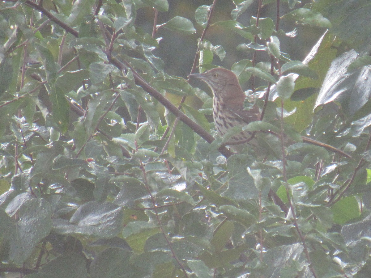 Brown Thrasher - ML609142897