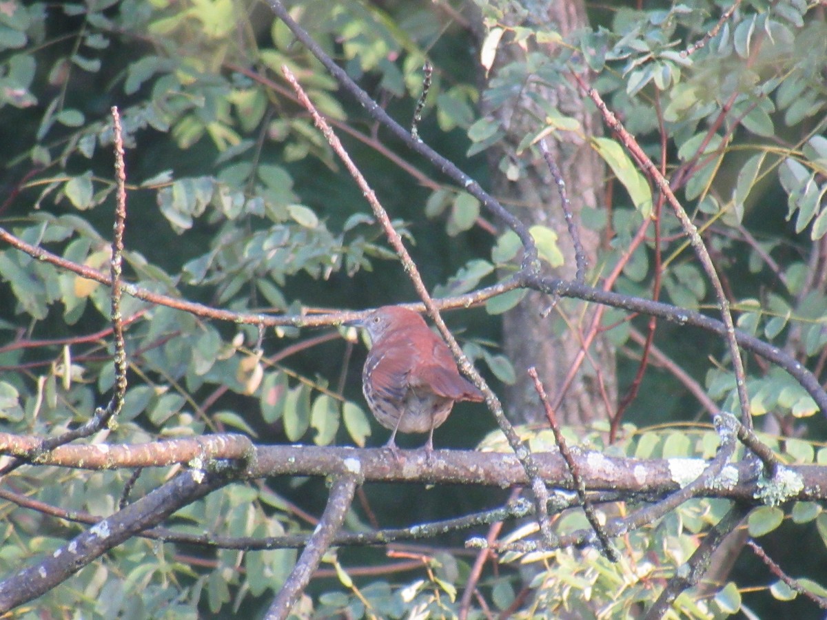 Brown Thrasher - ML609142898