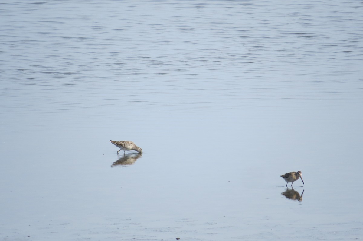 Stilt Sandpiper - ML609142899
