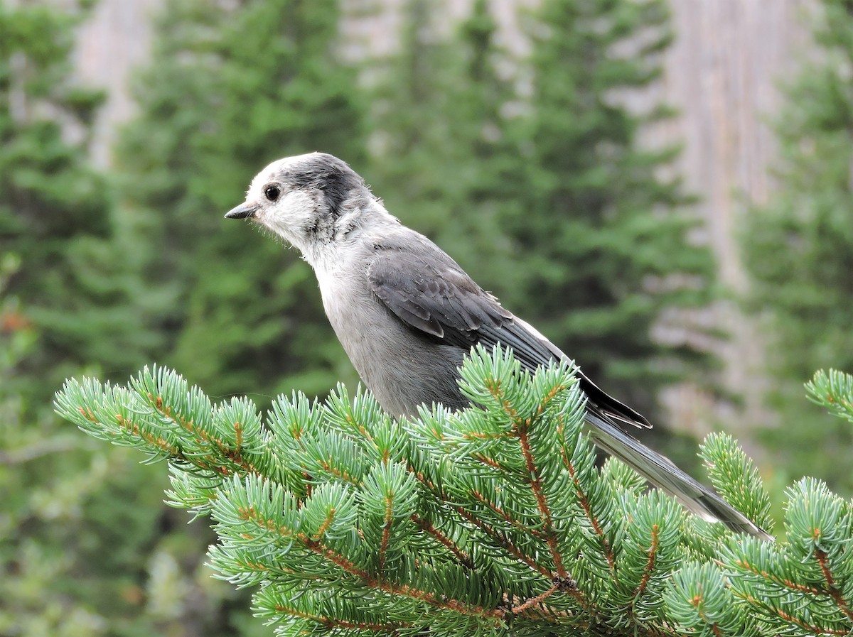 Canada Jay - Margaret Reine