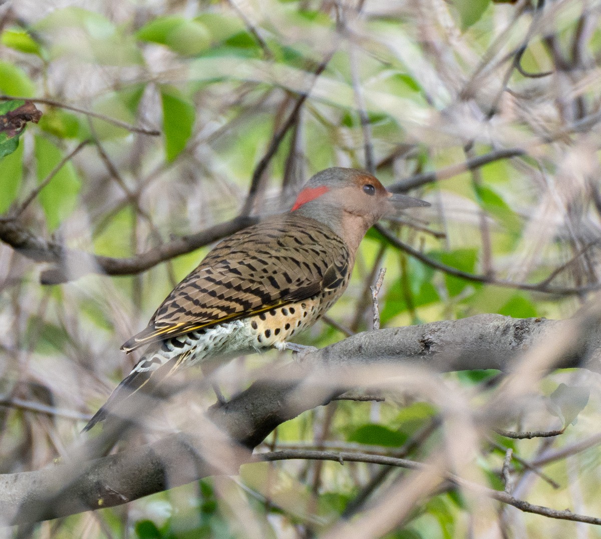Northern Flicker - ML609143217
