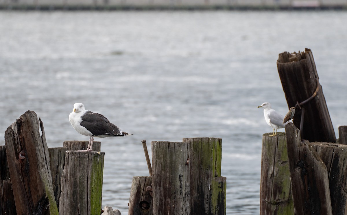 Great Black-backed Gull - ML609143235