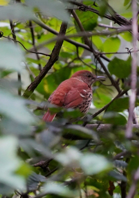 Brown Thrasher - ML609143270