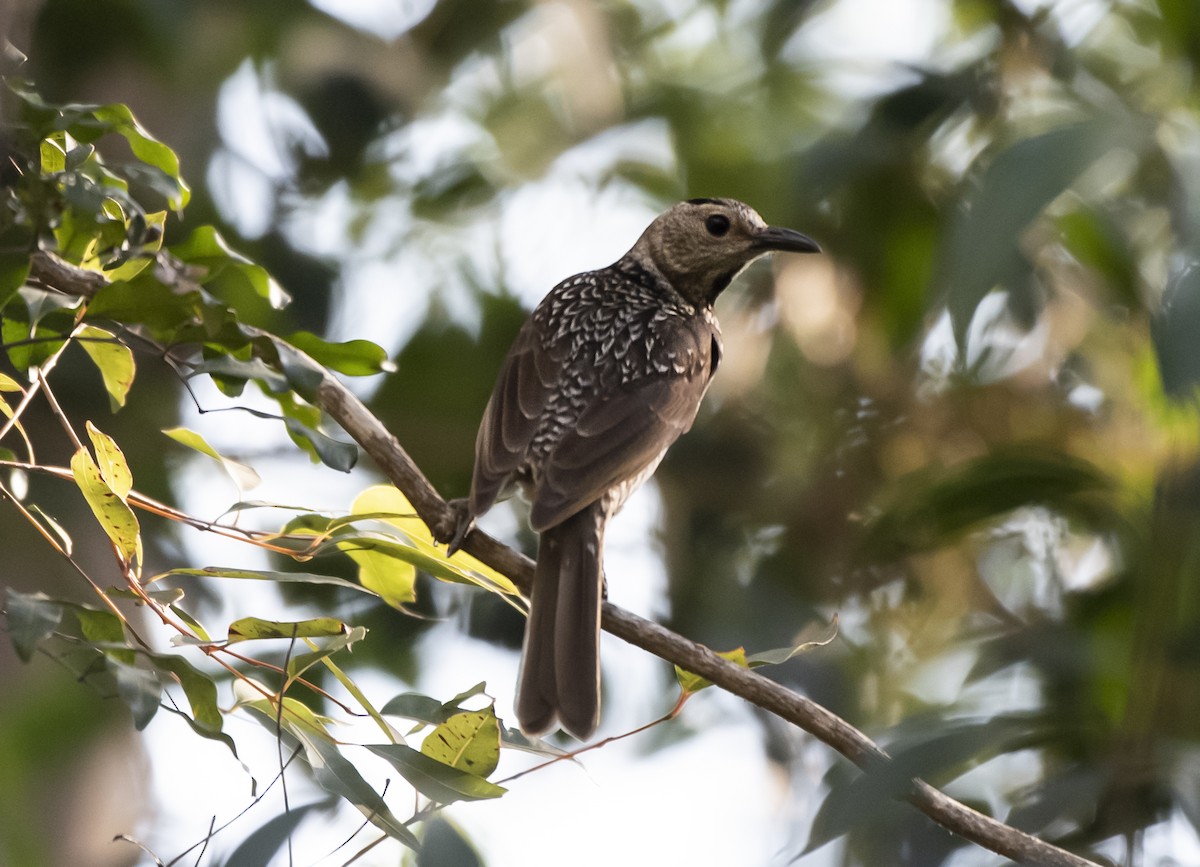 Regent Bowerbird - ML609143276