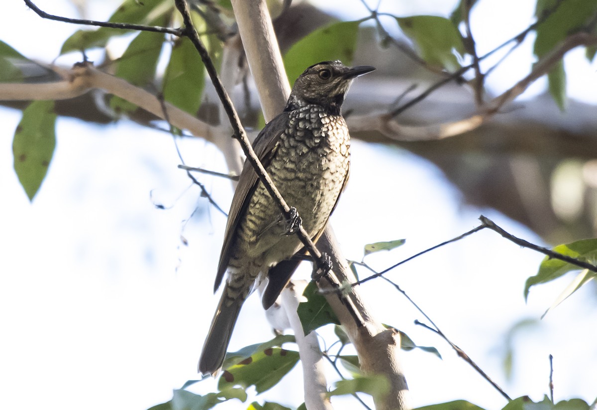 Regent Bowerbird - ML609143277