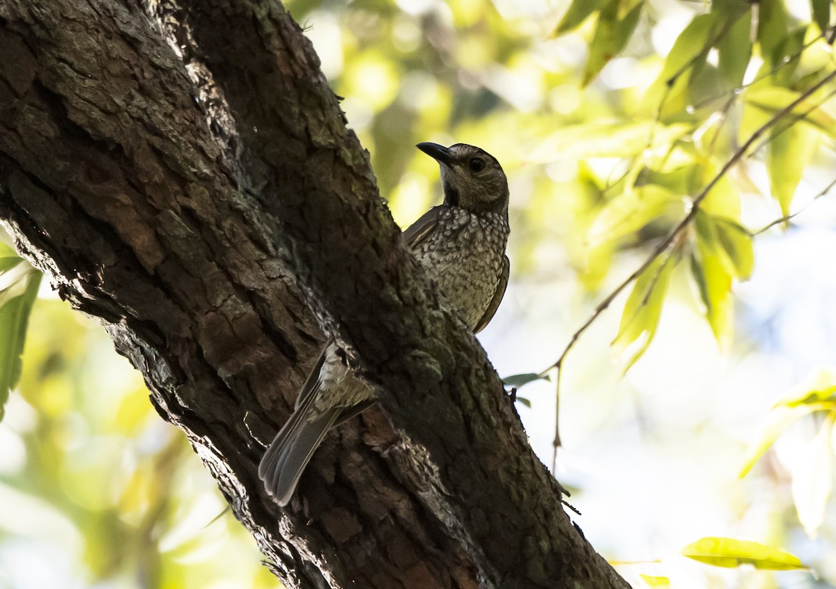 Regent Bowerbird - ML609143278