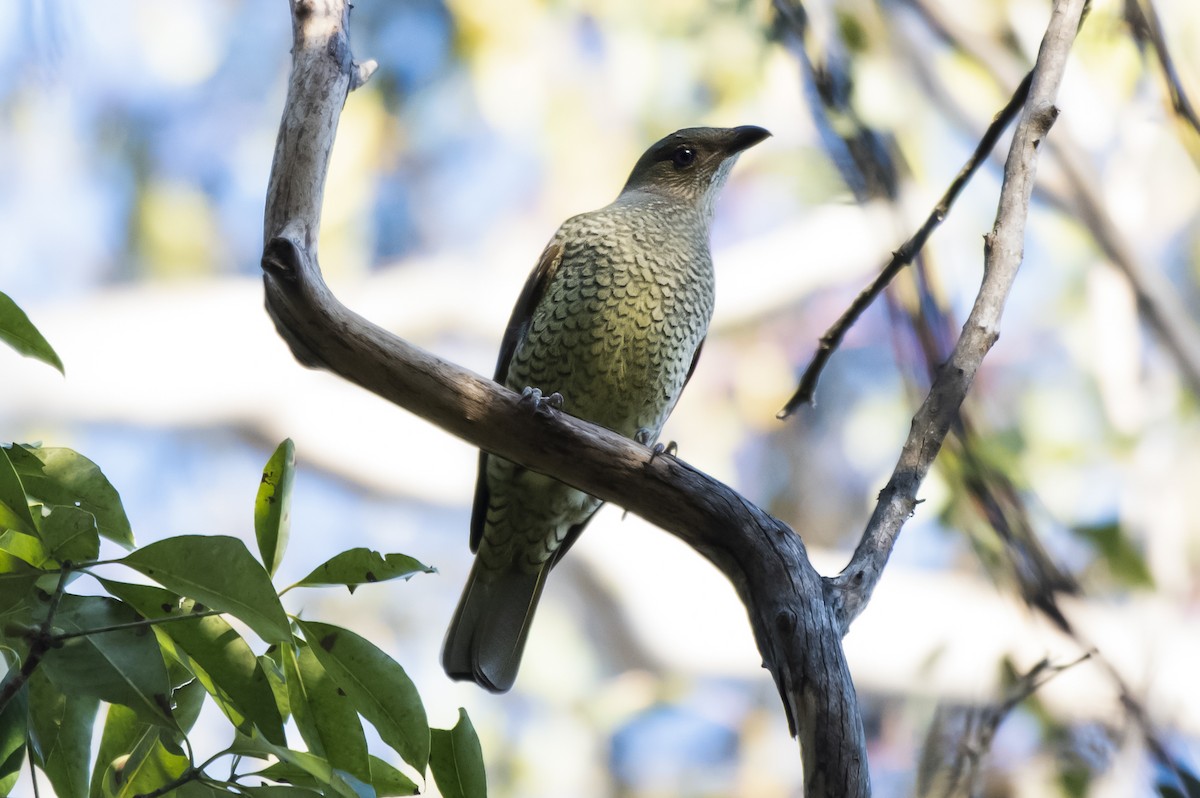 Satin Bowerbird - ML609143292