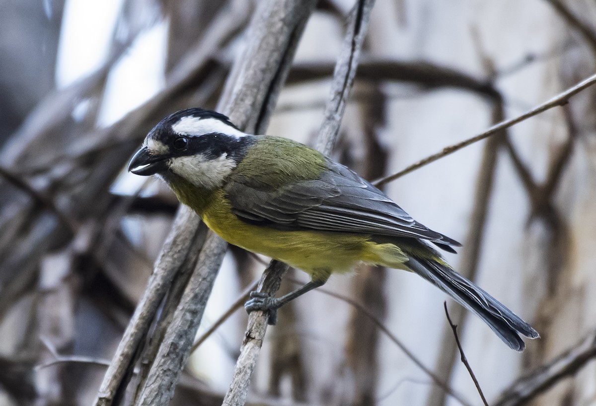 Eastern Shrike-tit - ML609143304