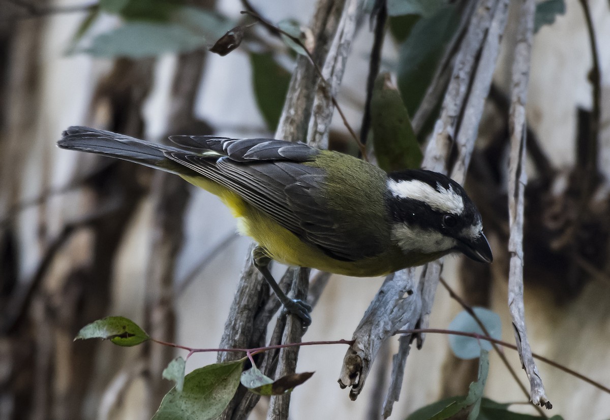 Eastern Shrike-tit - ML609143305