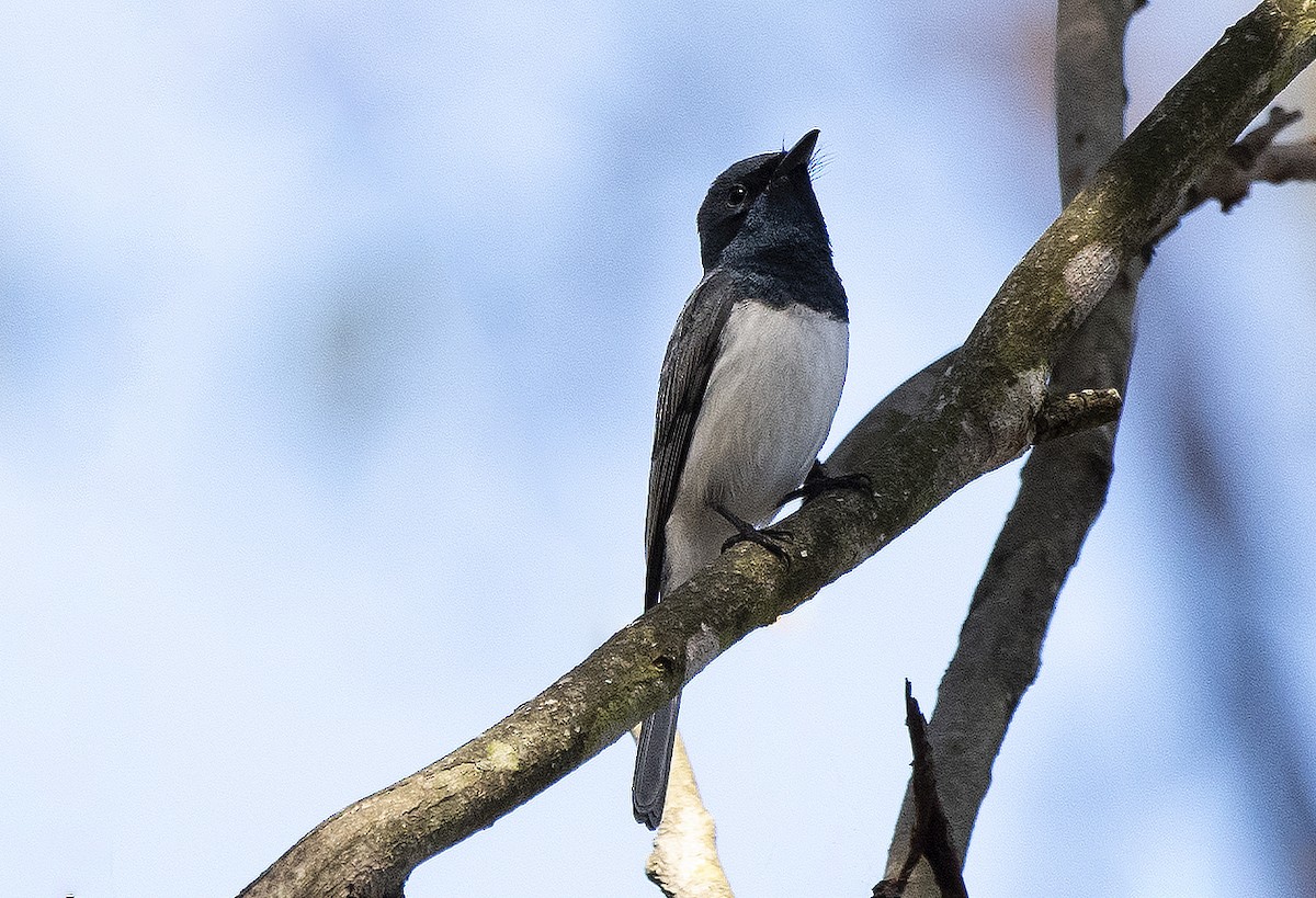 Leaden Flycatcher - ML609143358