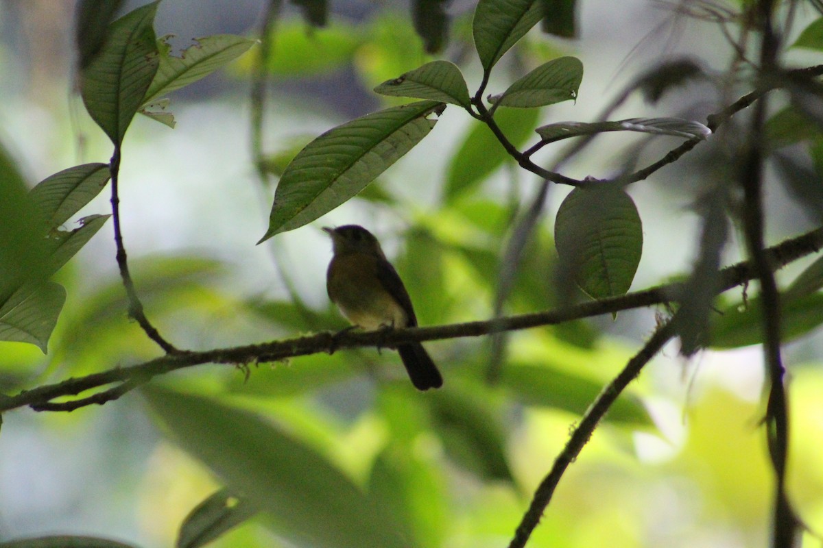 Sulphur-rumped Flycatcher - ML609143413