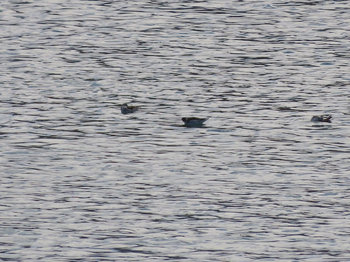 Red-necked Phalarope - ML609143438