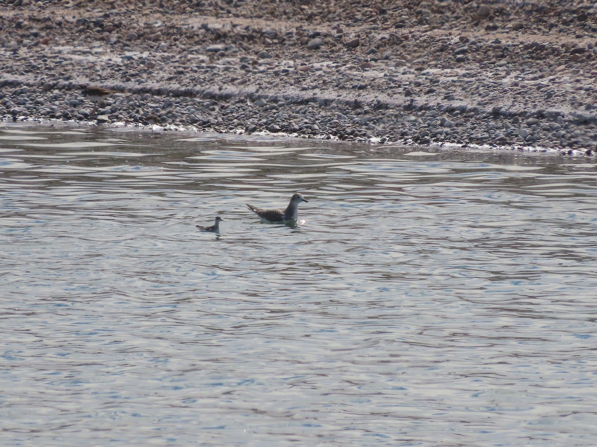 Red-necked Phalarope - ML609143439