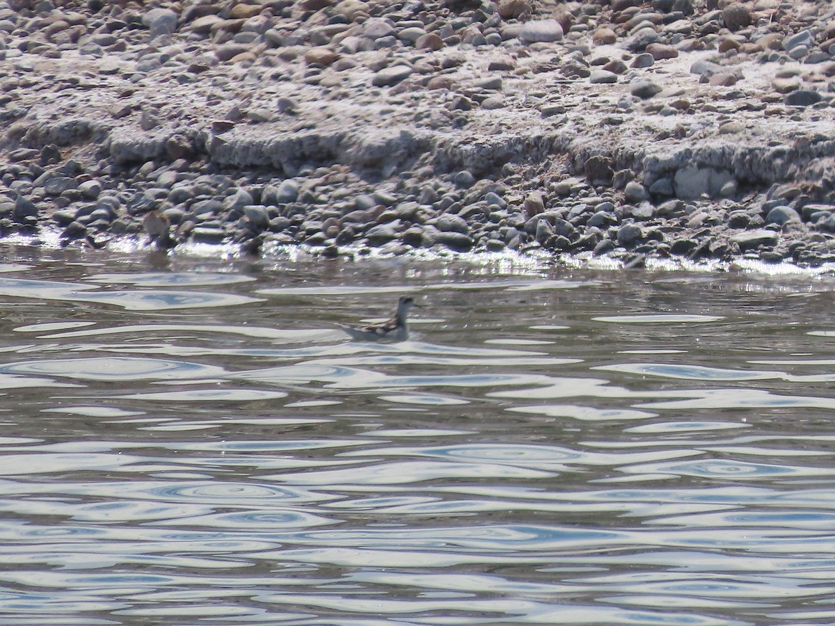 Red-necked Phalarope - ML609143440