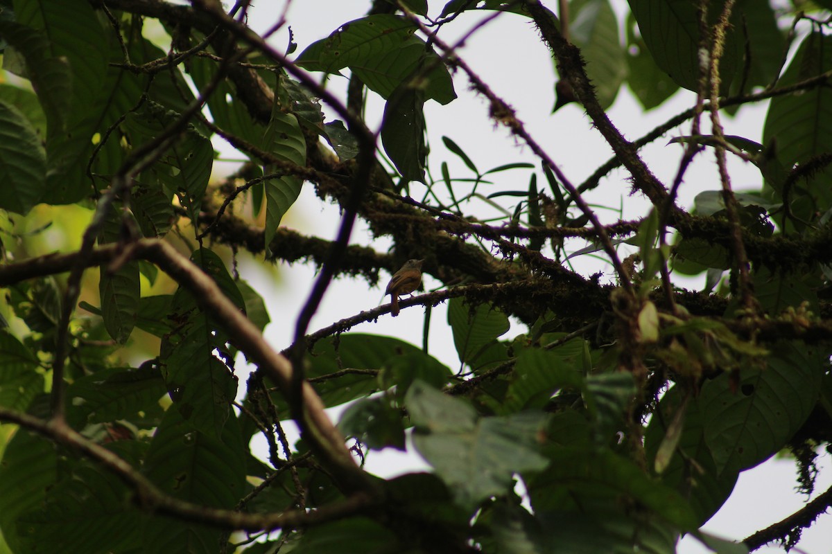 Ruddy-tailed Flycatcher - ML609143454