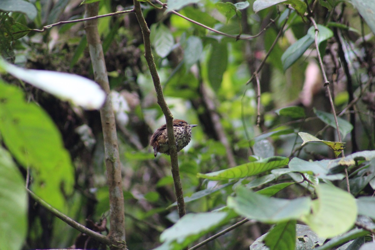 Lanceolated Monklet - ML609143492