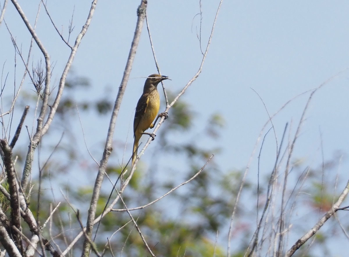 Yellow-breasted Bowerbird - ML609143495