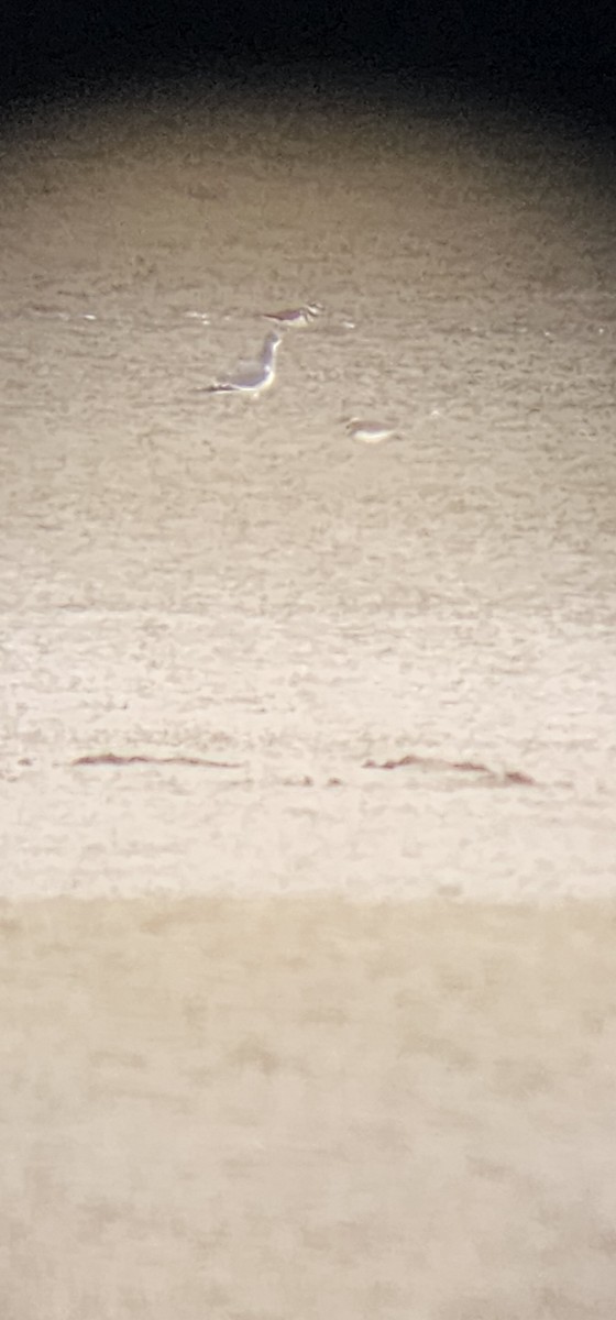 Sabine's Gull - John O'Barr