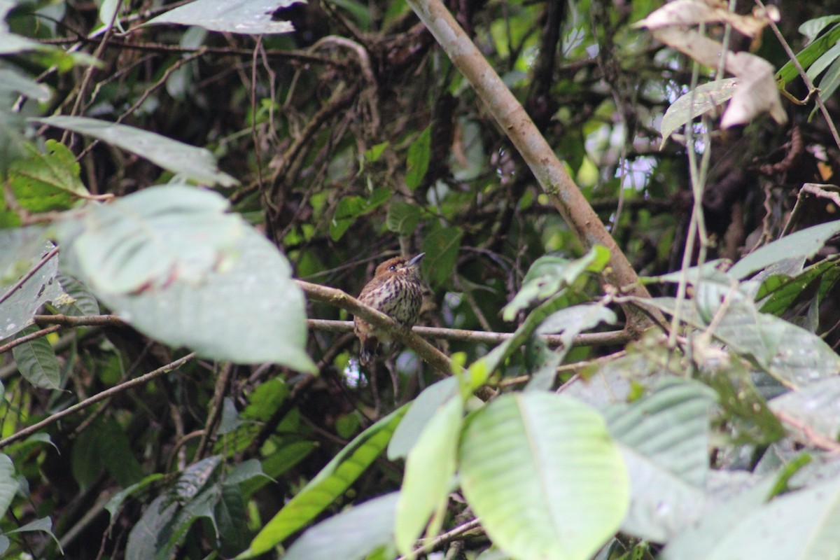 Lanceolated Monklet - ML609143516