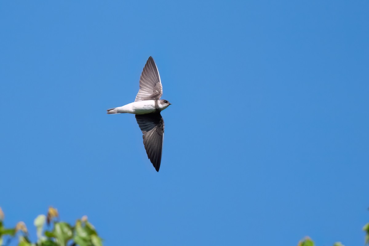 Bank Swallow - ML609143734