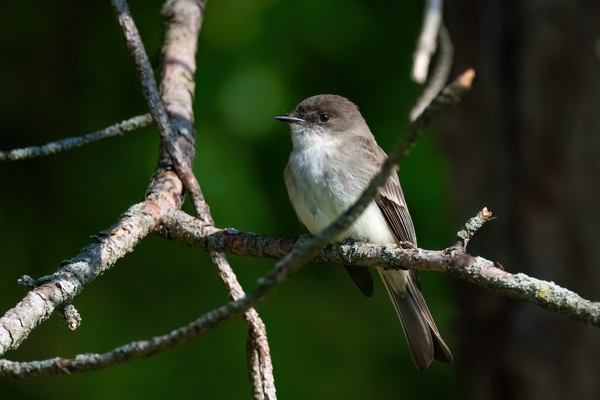 Eastern Phoebe - ML609143741