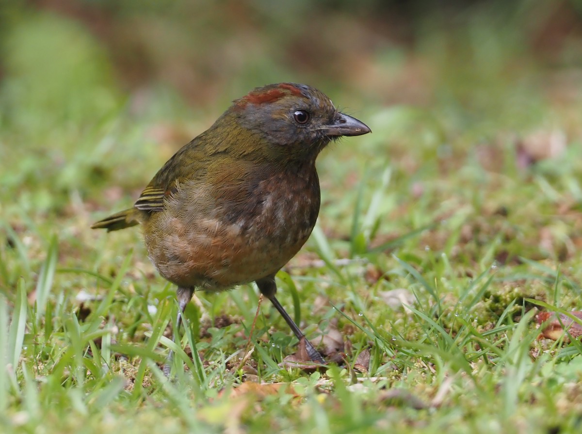 Rufous-naped Bellbird - ML609143747