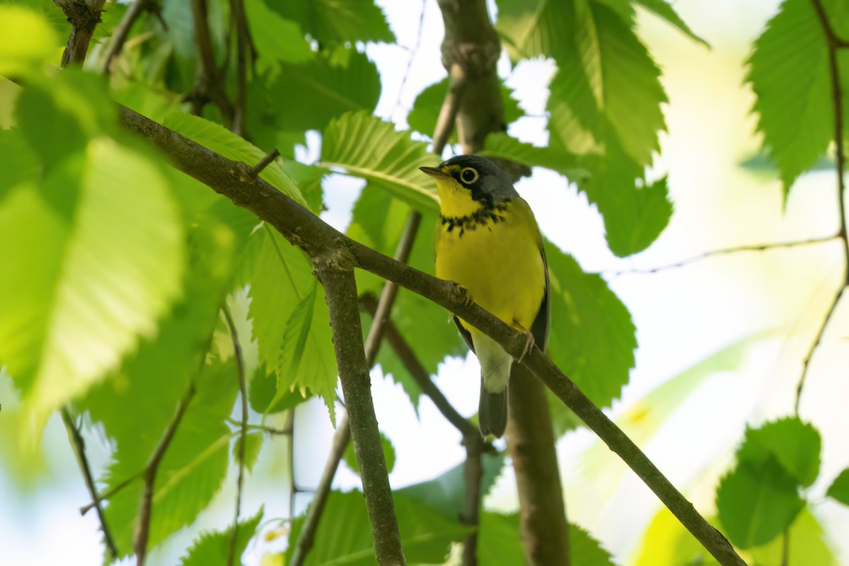 Canada Warbler - ML609143777