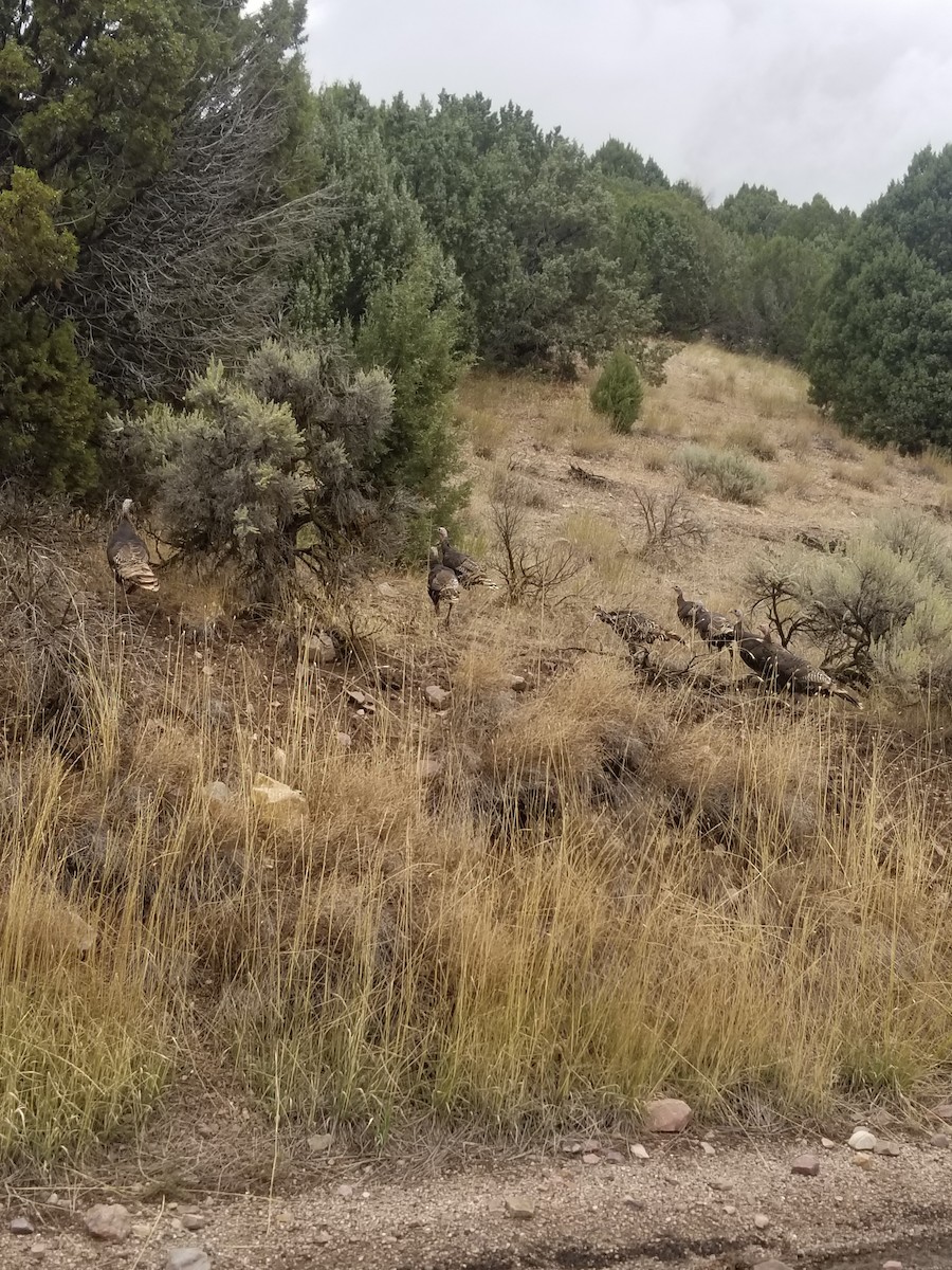 シチメンチョウ - ML609143826