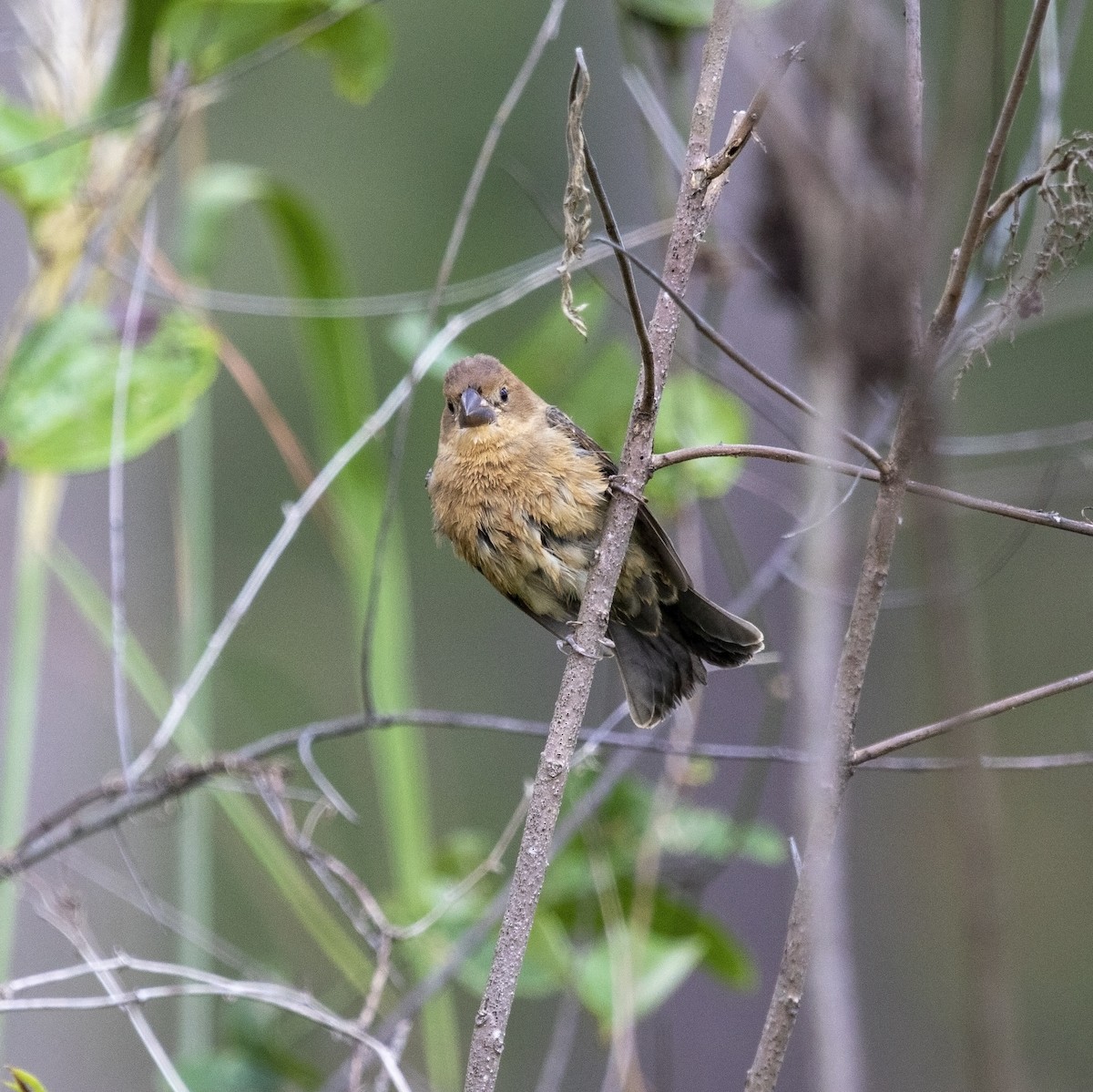 Blue Grosbeak - ML609143918