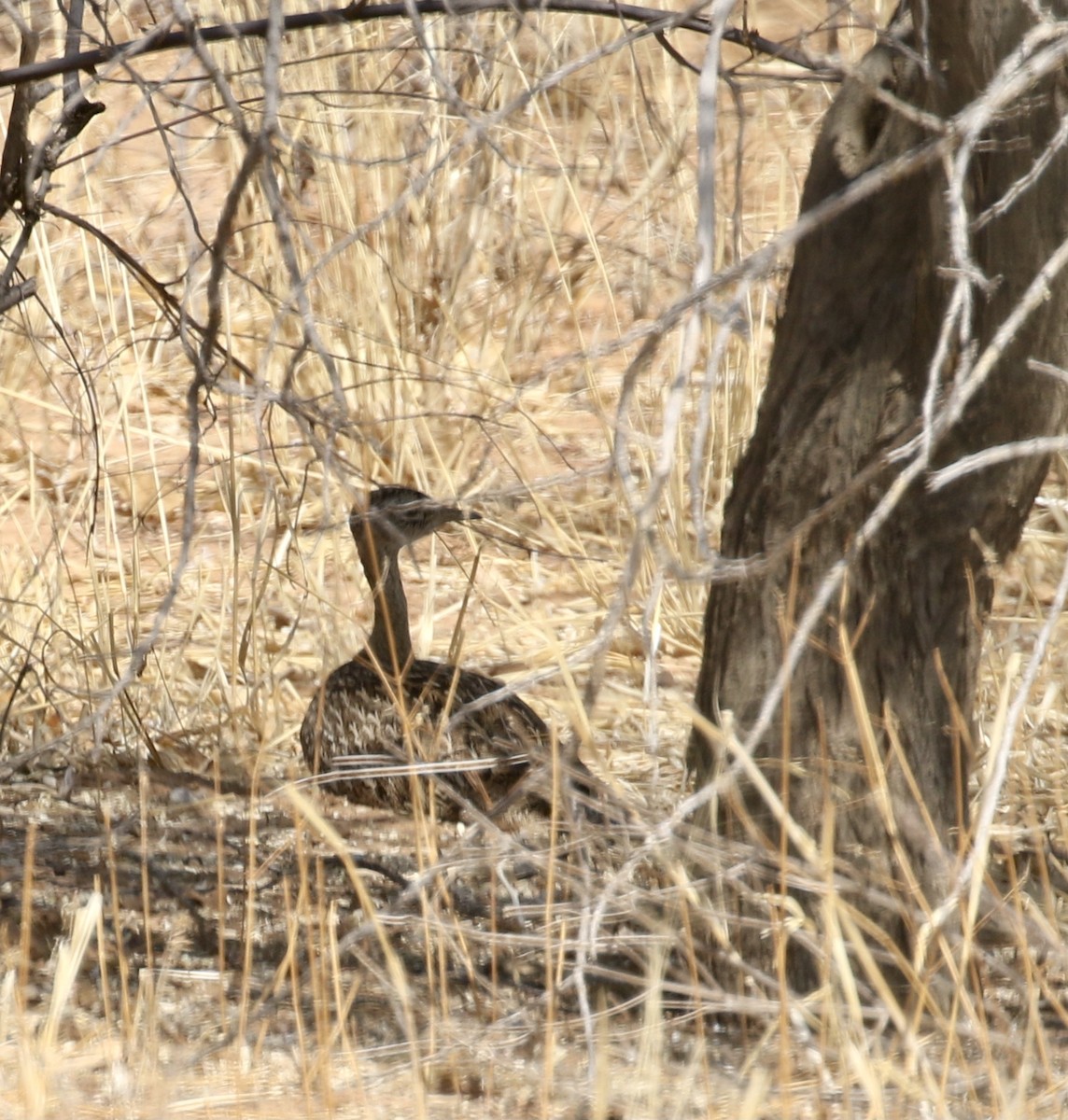 Red-crested Bustard - Mike O'Malley