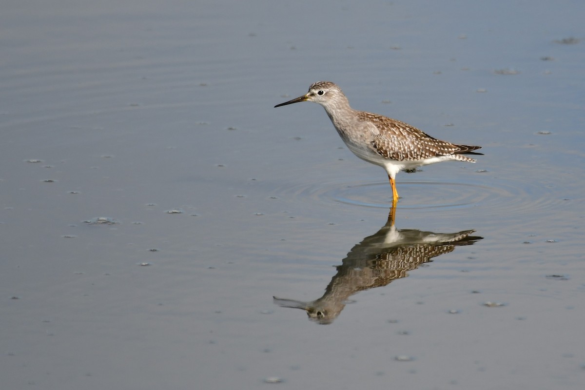 Lesser Yellowlegs - Sia McGown