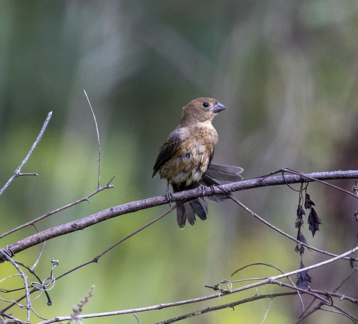 Blue Grosbeak - ML609144037