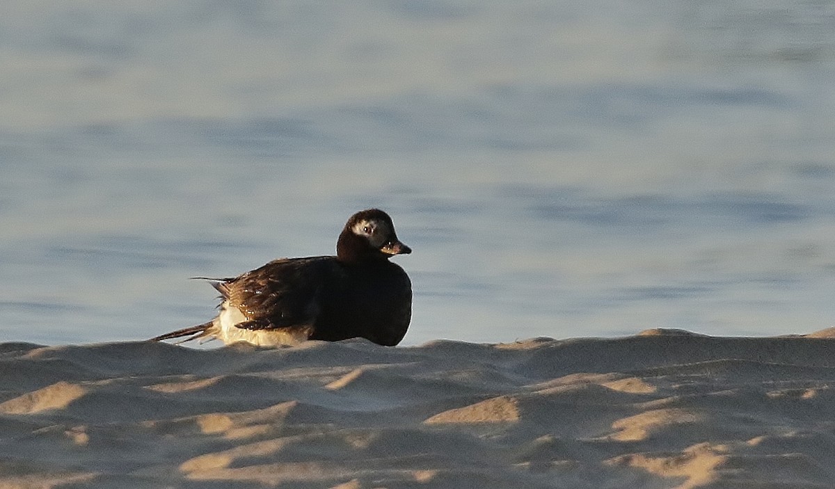 Long-tailed Duck - ML609144147