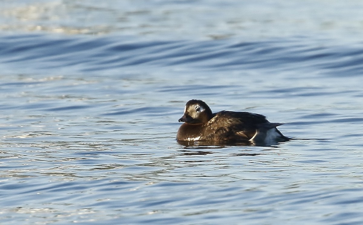 Long-tailed Duck - ML609144150