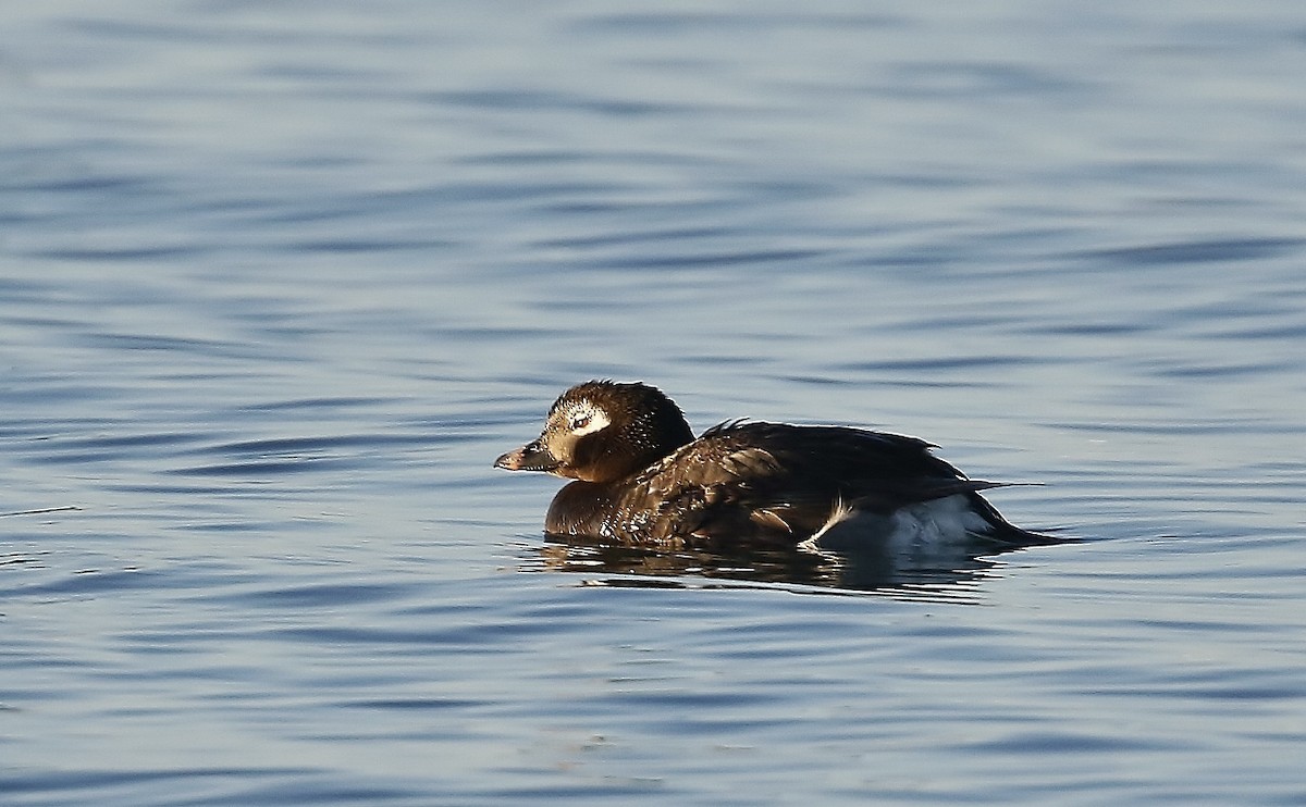 Long-tailed Duck - ML609144151