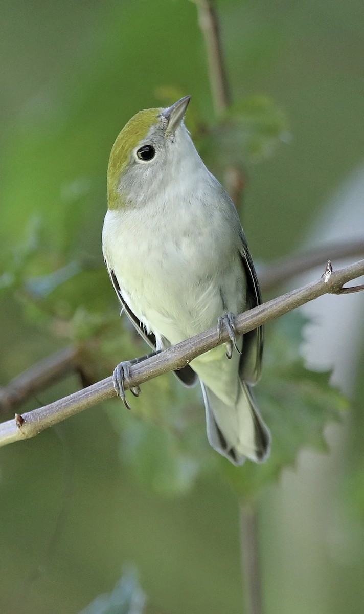 lesňáček rezavoboký - ML609144182